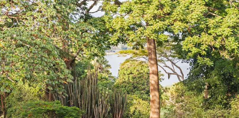 entebbe-forest-806x400