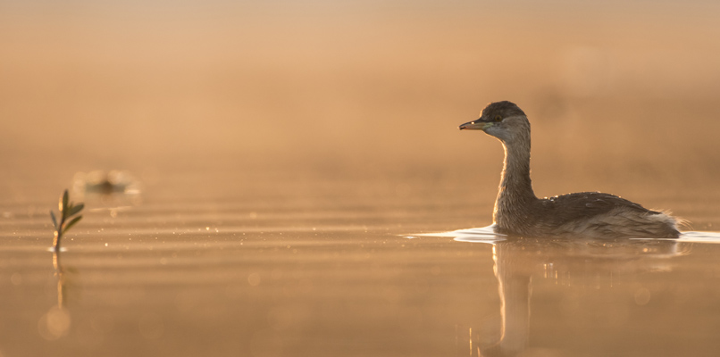 sialkot-bird-806x400