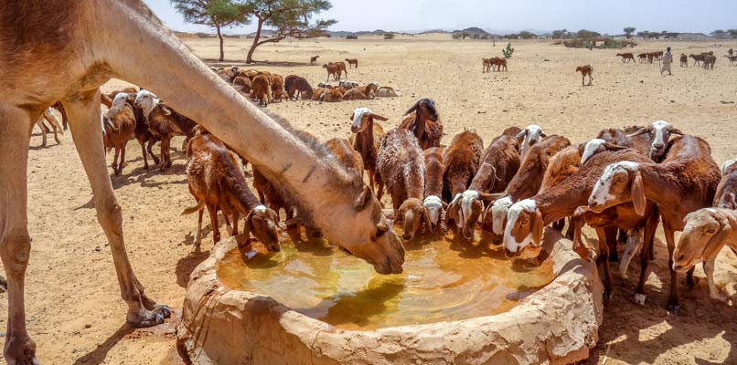 Port-Sudan-camels-806x400