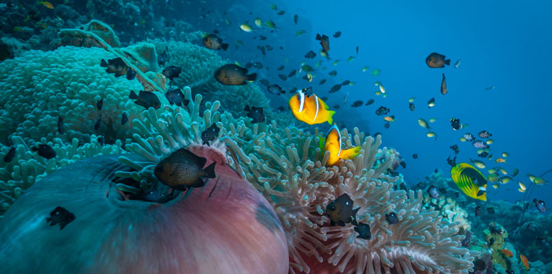 Port-Sudan-red-sea-806x400