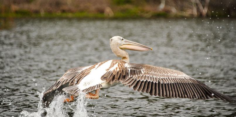 addis-ababa-lion-pelican-806x400