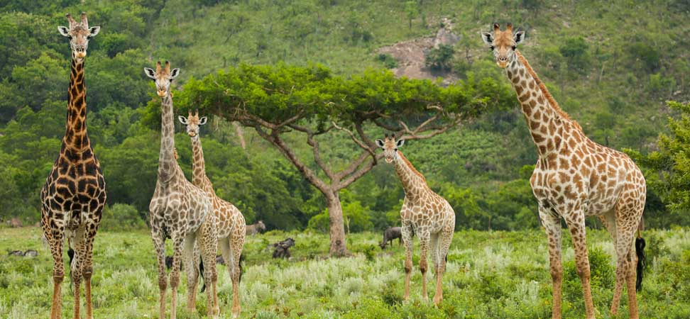 Dubai to Entebbe flights