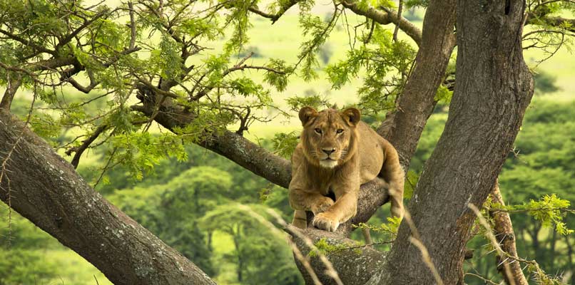 entebbe-lion-on-the-tree-806x400