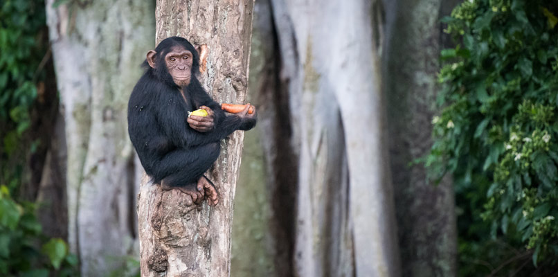 entebbe-monkey-on-the-tree-806x400