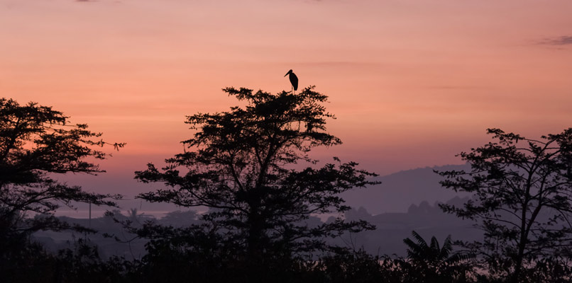 entebbe-top-of-the-trees-sunset-806x400