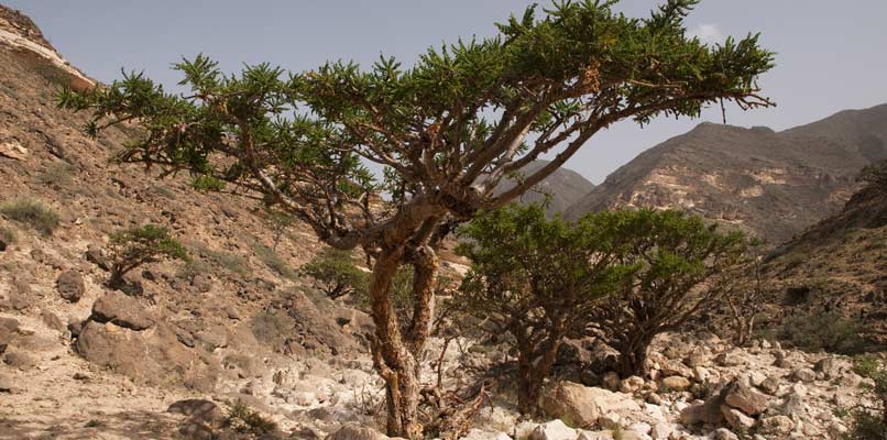 oman-tree-806x400