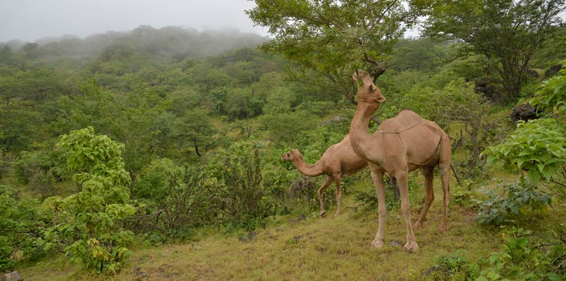 salalah-green-hills-with-camels-806x400
