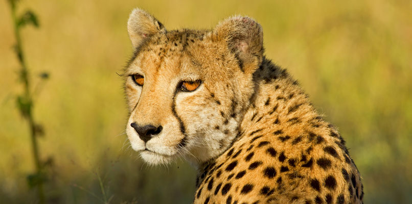 zanzibar-jaguar-806x400